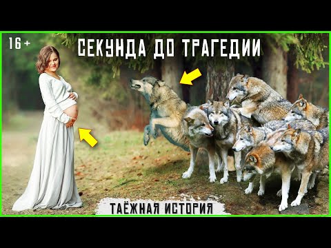 Видео: Стая волков и беременная женщина. Таежные истории и байки. Случай в тайге Аудио рассказы