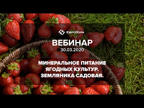 Видео: МИНЕРАЛЬНОЕ ПИТАНИЕ ЯГОДНЫХ КУЛЬТУР. ЗЕМЛЯНИКА САДОВАЯ.