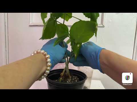 Видео: ГИБИСКУС - плетём КОСИЧКУ!!! ЭКСПЕРИМЕНТ!!!🌺🌺🌺