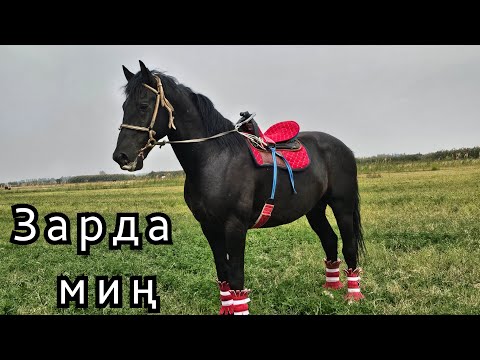 Видео: зарда толо УЛАКТЫН АТЫ ТЕЗ АТ