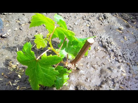 Видео: Высадка винограда в грунт, ошибки, советы. Деревенская жизнь кипит огород требует внимания.