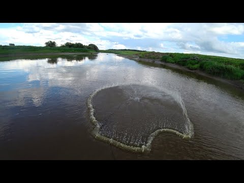 Видео: Огромные сазаны на кастинговую сеть, в маленькой речушке.