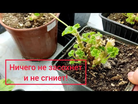 Видео: Мои пеларгонии после обрезки.