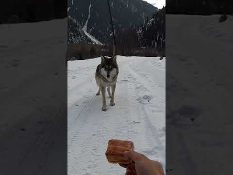 Видео: Встреча с волком