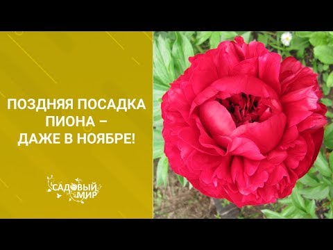 Видео: Поздняя посадка пиона – даже в ноябре!