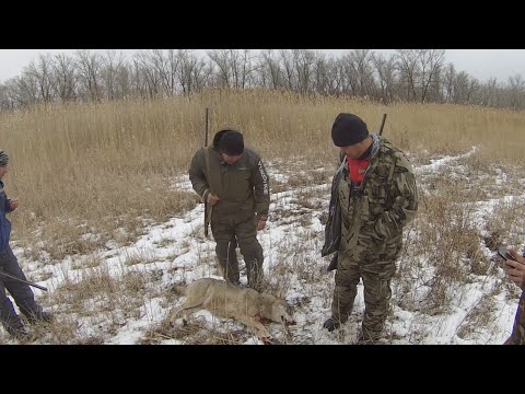Видео: охота на волка  В КАМЫШАХ 2023
