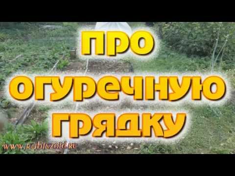 Видео: огуречная грядка без навоза и удобрений. Только овёс (сидерат) и "Байкал ЭМ1"