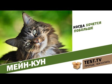 Видео: TEST.TV: Мейн-куны когда хочется побольше.