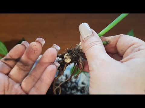 Видео: Реанимашка