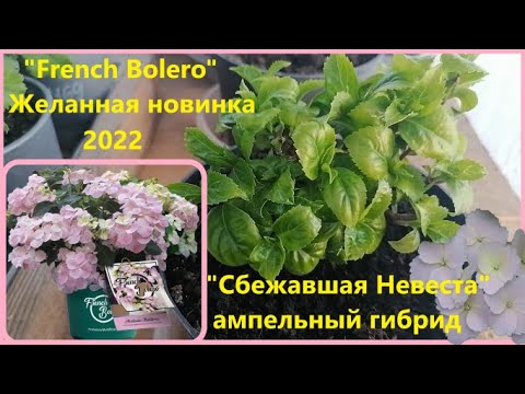 Видео: Гортензия "French Bolero" если не затмила, то точно повторила успех известной "Сбежавшей Невесты"