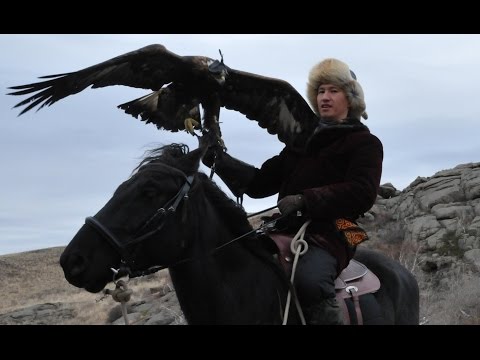 Видео: Беркутчи, охота на волка