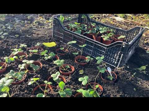 Видео: Полуниця в кінці жовтня.  Зберігаємо на зиму горщикову розсаду
