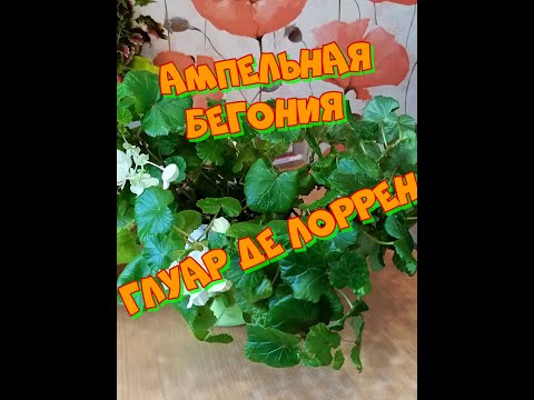 Видео: Ампельная бегония Глуар де Лоррен))) Как размножить?? Снимаем черенки и укореняем))