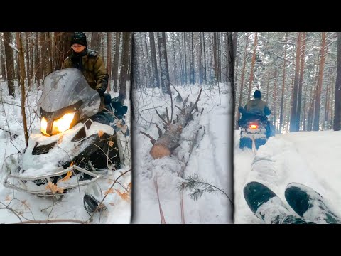 Видео: 🌳BRP тащит огромные брёвна | Заготовка на зиму.