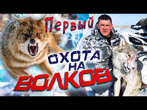 Видео: охота на волков.МОЙ ПЕРВЫЙ В ЖИЗНИ ВОЛК!