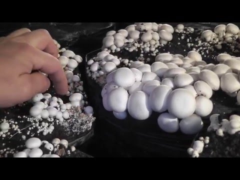 Видео: Обзор мицелия разных производителей