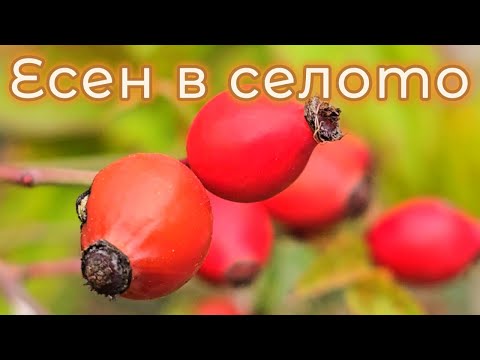 Видео: Есенна разходка из селото - Шипки, златни листа и тиха река 🍂