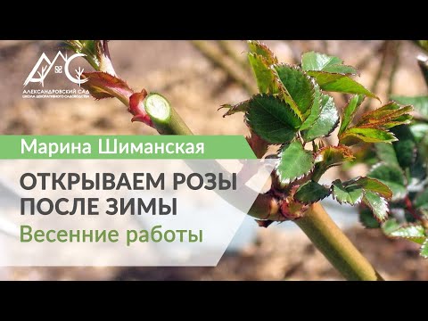 Видео: Открываем розы после зимы