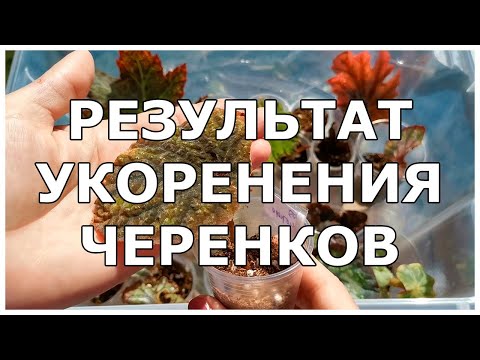 Видео: Результат укоренения черенков спустя месяц
