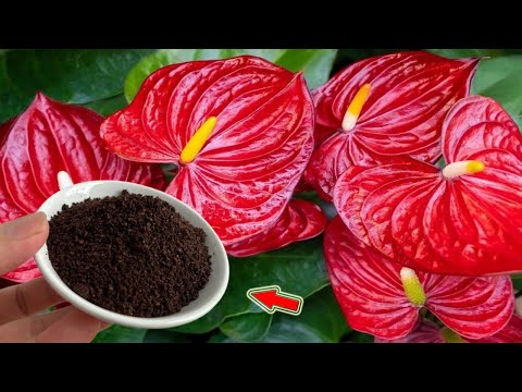 Видео: Сделай это быстро! Антуриум, скорее всего, зацветёт и пустит много корней!