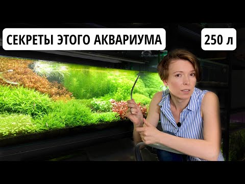 Видео: АКВАРИУМ 250 л - 5 месяцев | УДОБРЕНИЯ AQUAYER -  дозировки | ФИЛЬТР OASE BioMaster