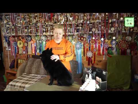 Видео: Шипперке. Уход за шерстью и когтями. Груминг