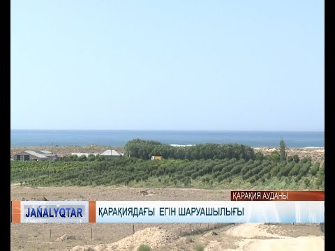 Видео: Қарақиядағы  егін шаруашылығы