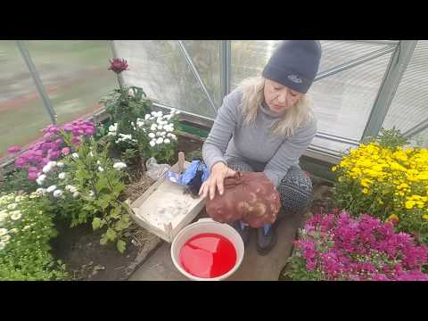 Видео: Внимание ! Луковицы гладиолусов обязательно подготовьте к хранению . Gladiolus .