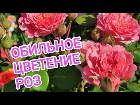 Видео: ЦВЕТЕНИЕ РОЗ. Где покупаю розы?