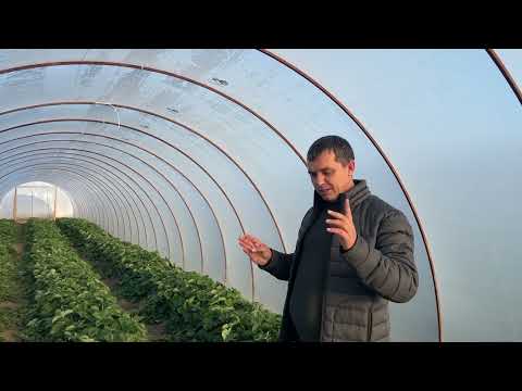 Видео: Когда нужно высаживать рассаду клубники