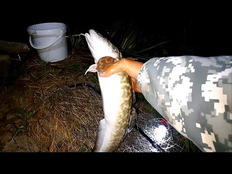 Видео: ЛОВЛЯ НАЛИМА В СЕНТЯБРЕ!  \  Ловля ночных монстров на ДОНКИ!  \  Северный Казахстан, р.Ишим.