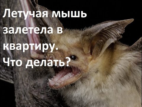 Видео: Летучая мышь залетела в квартиру. Что делать?