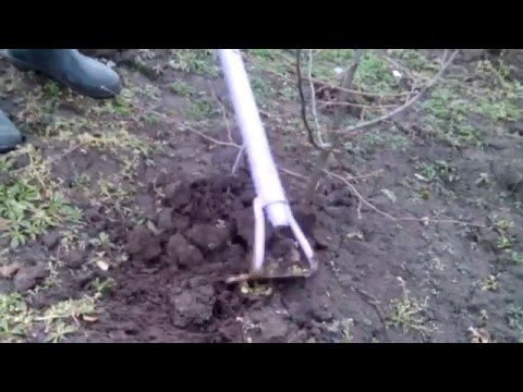 Видео: Китайские отводки - 100% успех и "расчёска" побегов