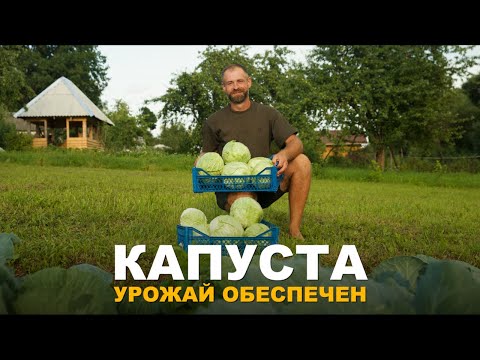 Видео: УРОЖАЙ КАПУСТЫ ВАС ПОРАЗИТ. Уход за белокочанной капустой.