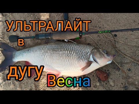 Видео: ТРОФЕЙНАЯ РЫБАЛКА на ВЕСЕННИЕ ПРИМАНКИ . ЩУКА . ГОЛАВЛЬ . ЯЗЬ . ОКУНЬ