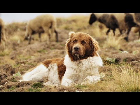 Видео: Сторожевая собака с независимым характером! Болгарская Каракачанская овчарка.