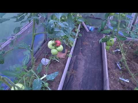 Видео: Огород август #томаты#огурцы#цветы#розы#агератум
