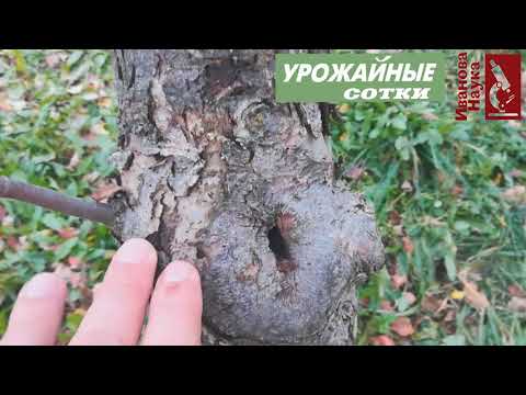 Видео: Оставьте КОРУ в покое! Обдирать? Белить? Травить?