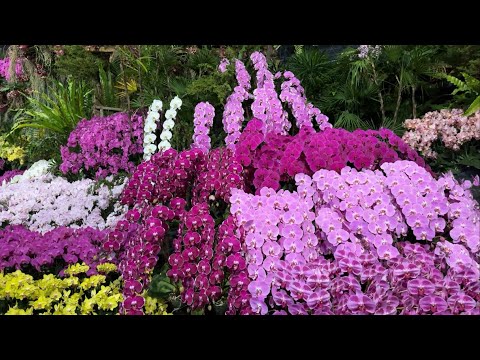 Видео: Мир Орхидей. Выставка глазами посетителя. Тайвань 2024 Часть 1 Orchid Show in Taiwan