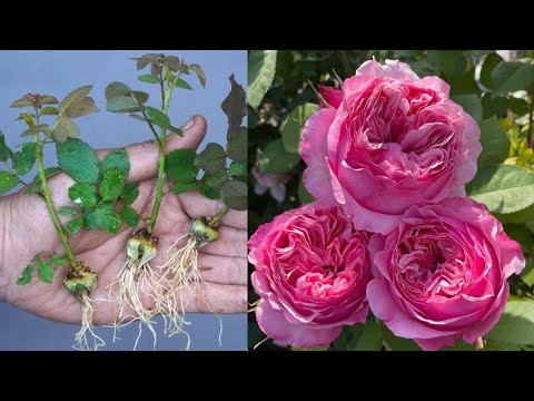 Видео: Лучший способ вырастить розовое дерево из бутонов дома: быстро и просто. 100% успех.