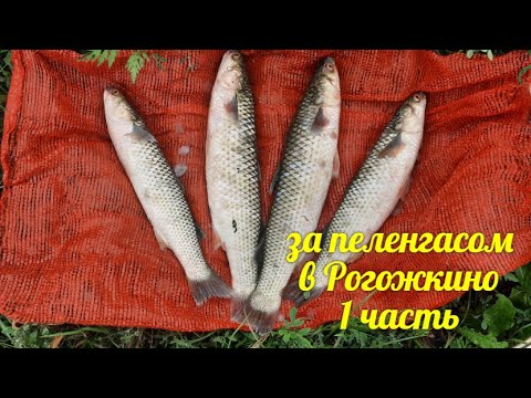 Видео: Поехали в Рогожкино за пеленгасом, в результате домой привезли не только рыбу - 1 часть.