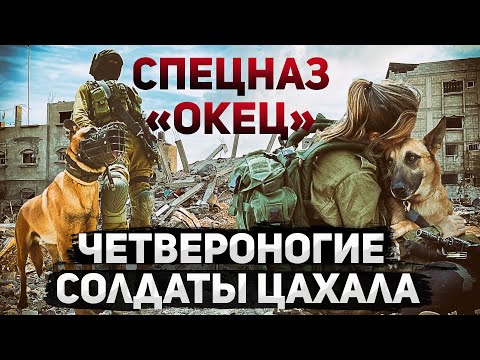 Видео: Окец. Собачий спецназ