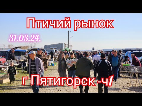 Видео: Голуби цены Птичий рынок г Пятигорск -ч1