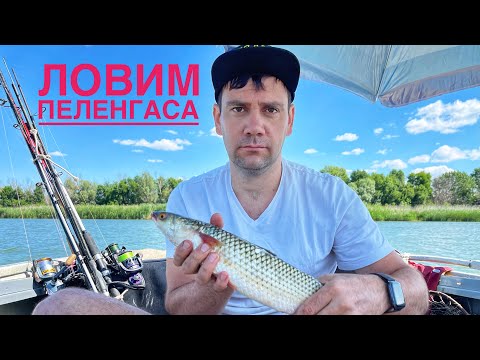 Видео: Рыбалка на Пеленгаса  река Дон