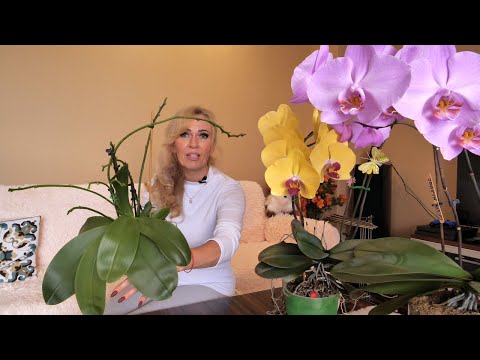 Видео: ОСОБЕННАЯ орхидея и ОСОБЕННОЕ содержание. ЛЮБИМИЦА ПУБЛИКИ!