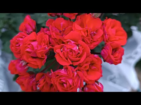 Видео: Пеларгонии перед черенкованием...6 сентября 2025 г.