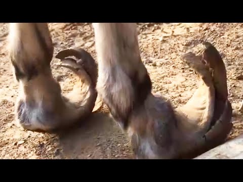 Видео: Лучшая коллекция для расчистки копыт! Помогите ослику вернуться к жизни!