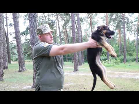 Видео: Це - цікаво!  Виявляється про характер собаки можна дізнатися у двомісячному віці