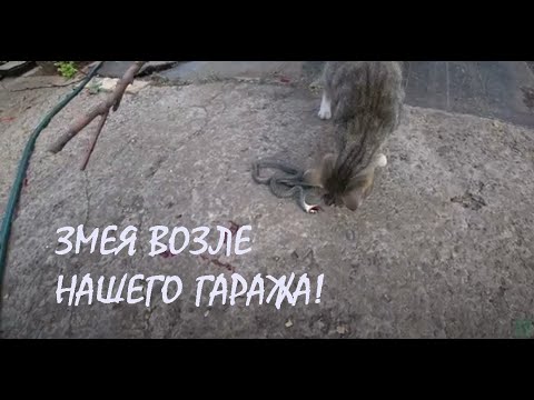 Видео: К нашему гаражу приползла ЗМЕЯ! Подготовительные работы перед установкой ФОНАРНОГО СТОЛБА_01.09.2024