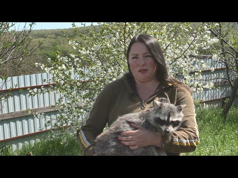 Видео: Новости звездной семейки енотов из хутора Бужор